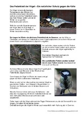 Federkleid-der-Vögel.pdf